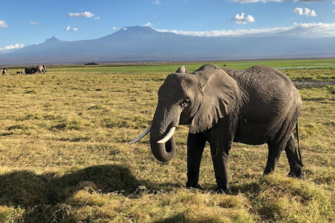 6 Days Mara - Lake Nakuru - Amboseli