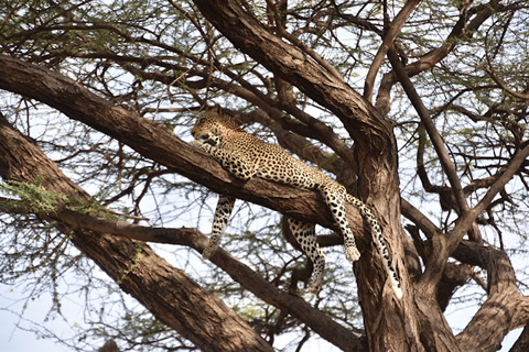 6 Days Samburu - Nakuru - Mara