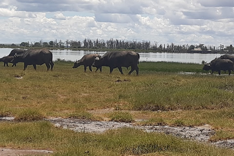 3 Days Amboseli Safari