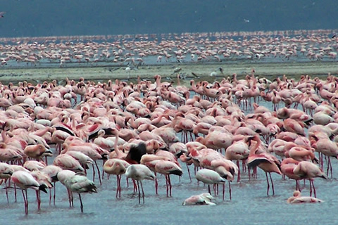 4 Days Mara - Lake Nakuru National Park