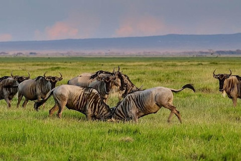 3 Days Maasai Mara Safari