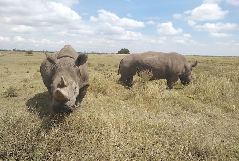 olpejeta - big